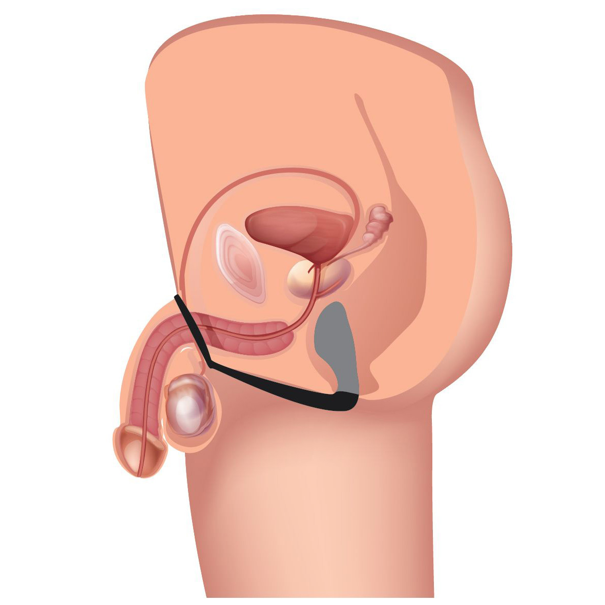 Explorer II Prostate Stimulator and Cock Ring - Image 4